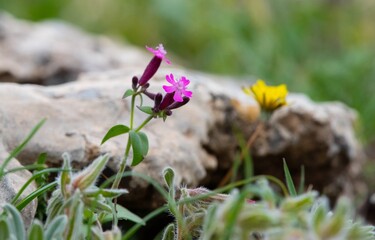 The plant named Silene aegyptiaca var. aegyptiaca is grows by itself on high mountain slopes.