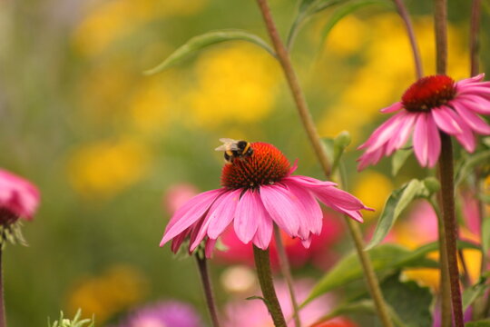 Bee on Echinacea flower