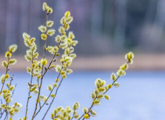 Salix caprea, known as goat willow, pussy willow or great sallow