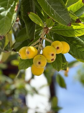 Mushmula on a tree. Eriobotrya japonica