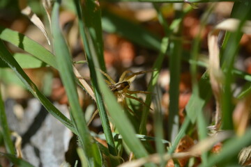le printemps le meilleur ami des photographes