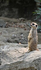 Fototapeta premium Meerkats spend half their lives on guard
