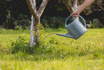 Arroser les plantes de son jardin