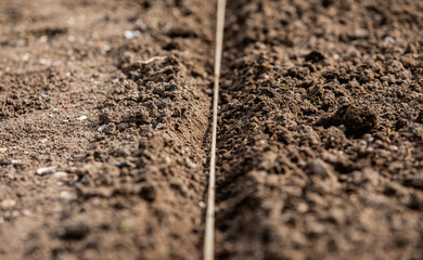 planter des graines pour le jardin