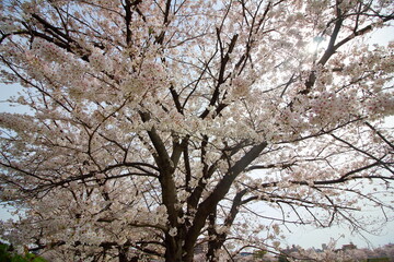 Fototapeta premium 存在感のある立派な桜