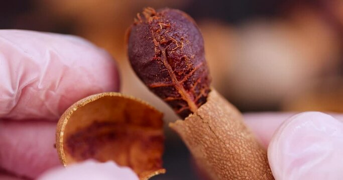 break the peel and open the fresh tamarind fruit while cooking, close-up of tamarind in the kitchen