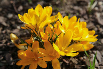 Obraz premium blurred floral background, crocus flowers on a sunny day