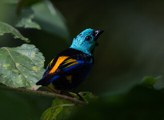 Seven-colored Tanager