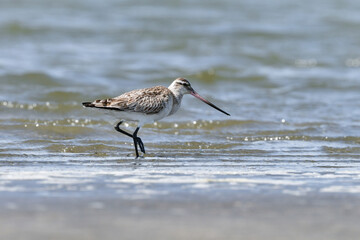 春に干潟や浜辺に訪れる長い嘴と長い足が特徴のエレガントなオオソリハシシギ