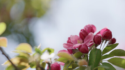 Spring pink apple flowers closeup shot