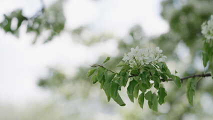 Pear tree with white flowers closeup