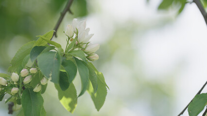 Spring tender apple flowers closeup shot