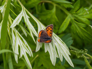 葉の上で羽根を休めるベジシジミ蝶