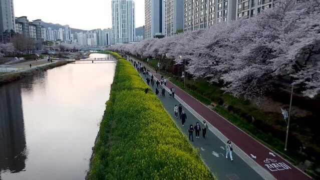 Yuchae Canola Flower Blooming in Oncheoncheon Stream, Busan, South Korea, Asia.