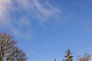 Beautiful view of blue sky with white clouds over tops of trees. Sweden.