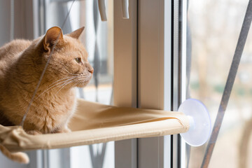 the cat lies in a hammock and looks out the window.