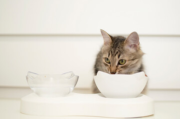 Close-up of hungry cat eating dry food from bowl. White background. Space for copying
