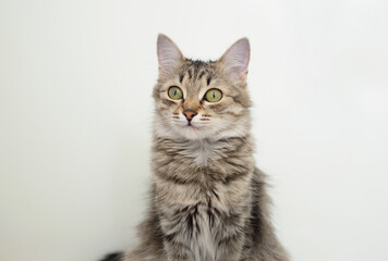 Portrait of a charming gray striped cat on a white background. A place to copy the text. The concept of pets