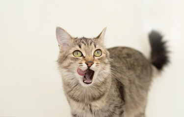 Funny gray cat sits near white cups, licks her lips after eating on white background. Delicious pet food