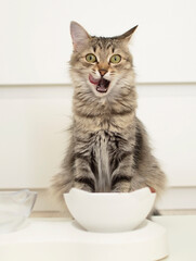 Funny gray cat sits near white cups, licks her lips after eating on white background. Delicious pet...