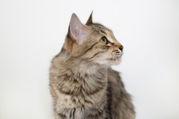 Portrait of a charming gray striped cat on a white background. A place to copy the text. The concept of pets