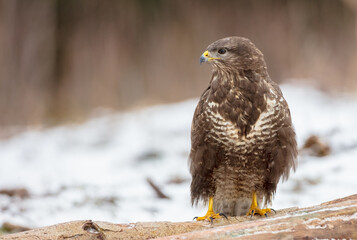 Common Buzzard in early spring at a wet forest