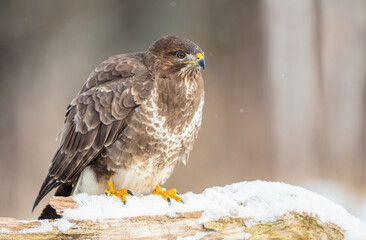 Common Buzzard in early spring at a wet forest