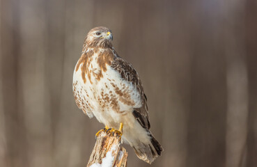 Common Buzzard in early spring at a wet forest