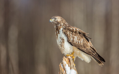 Common Buzzard in early spring at a wet forest