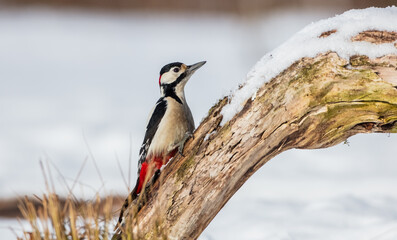 Great Spotted Woodpecker - male - in the wet forest in winter