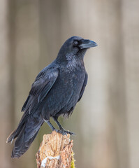Fototapeta premium Common Raven - in winter at a wet forest