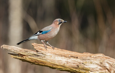 Eurasian Jay - in early spring  at the wet forest