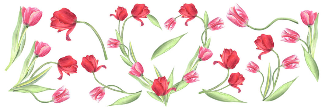 Watercolor floral illustration set , pink, red flowers, tulips, green leaf branches collection, for wedding stationary, greetings, wallpapers, fashion, background.