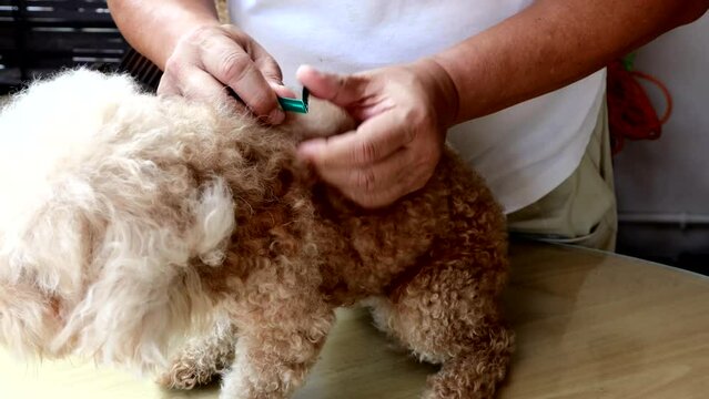 Person applying ticks, lice and mites control medicine on poodle pet dog with long fur