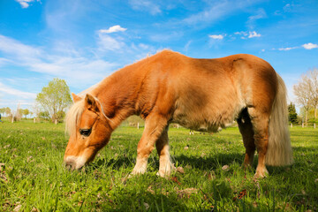 small brown miniature shetland pony is standing on the paddock and eating fresh green grass