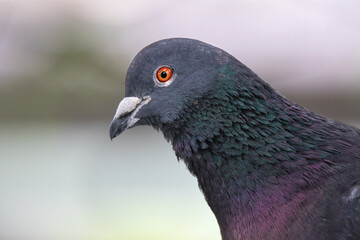 close up of a pigeon