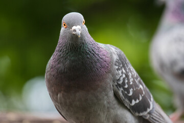 close up of a pigeon