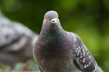 close up of a dove