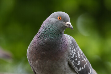 close up of a dove