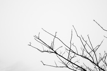 silhouette of a tree
