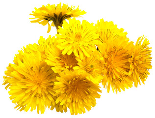 Closeup of a bouquet of yellow flowers on white background, dandelion hawk's beard, crepis vesicaria (asteraceae)