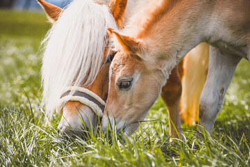 Haflinger © Petra Fischer