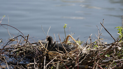 black coot bird in a nest on a pond