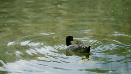 black coot bird swimming in a pond