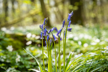 bluebell forest belgium