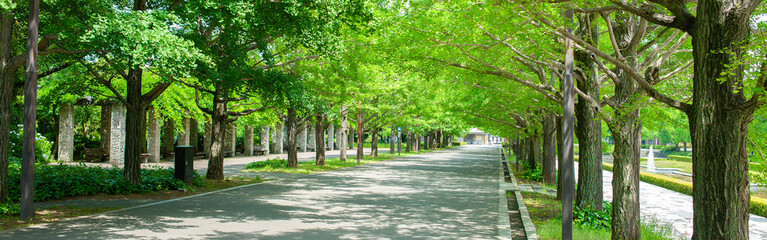 バナー素材　並木道