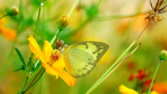 Super slow 250 fps 1080 HD Thai butterfly in garden garden summer flower and butterfly flower butterfly flower butterfly