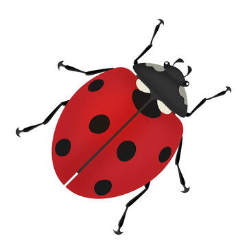 Real Red and Black Ladybugs or ladybird graphic vector stock image on png background 
