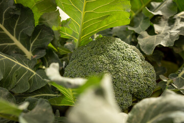 Close-Up Broccoli