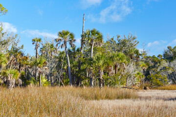 Palm trees and marsh near a hiking trail in Econfina River State Park, located along the Gulf Coast of northern Florida